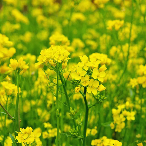 油菜花种子油菜籽道路景观花海四季种植可榨油种子蜜源可食用