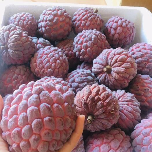 徐闻县释迦果  紫色释迦 番荔枝佛头果孕妇小孩食用现货批发