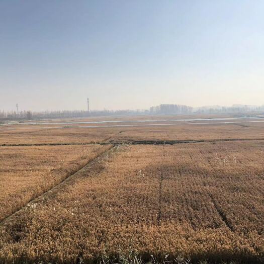 盘锦蟹田大米  蟹田稻米