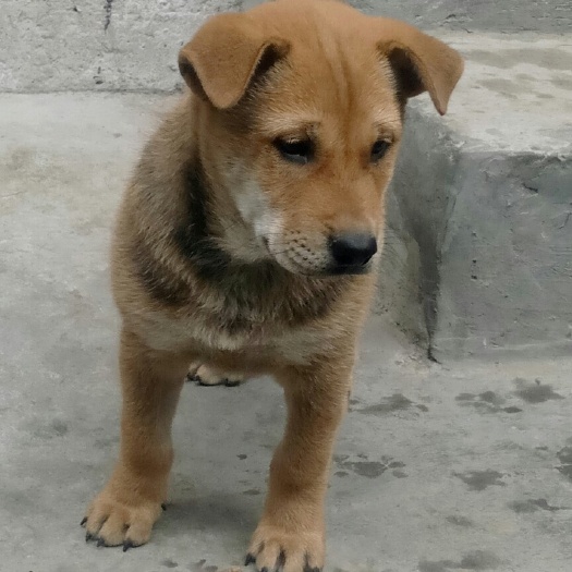 遵义出售中华田园犬，土狗，批发小狗，