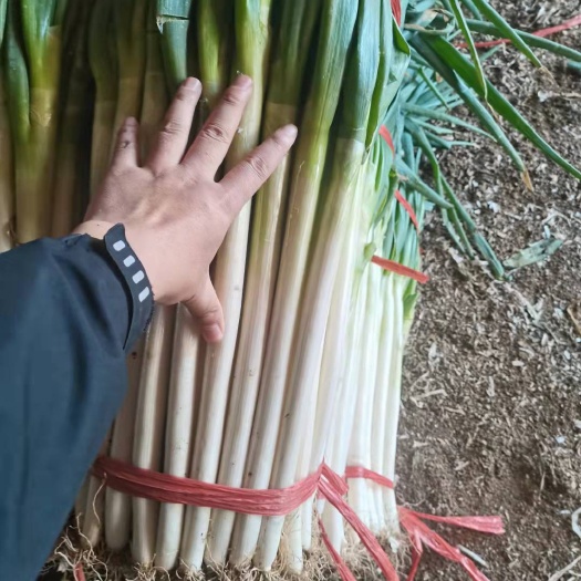 潍坊铁杆大葱  铁杆葱，净大葱