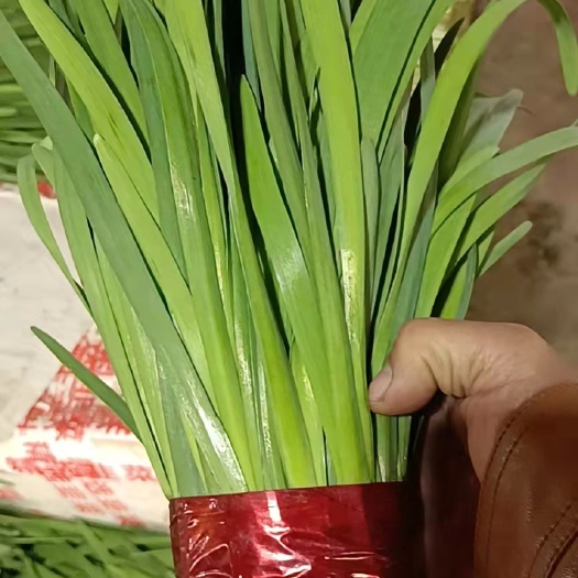 小叶韭菜  大量销售精品韭菜