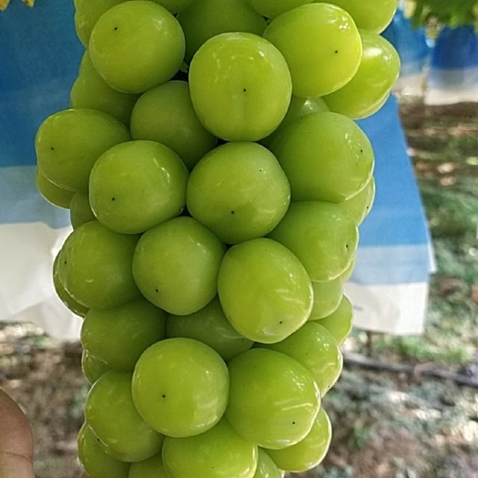 晋州市 阳光玫瑰葡萄