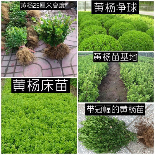 沭阳县小叶黄杨苗  黄杨苗树苗黄杨球小叶黄杨瓜子黄杨小苗四季常青耐阴常绿庭院绿篱