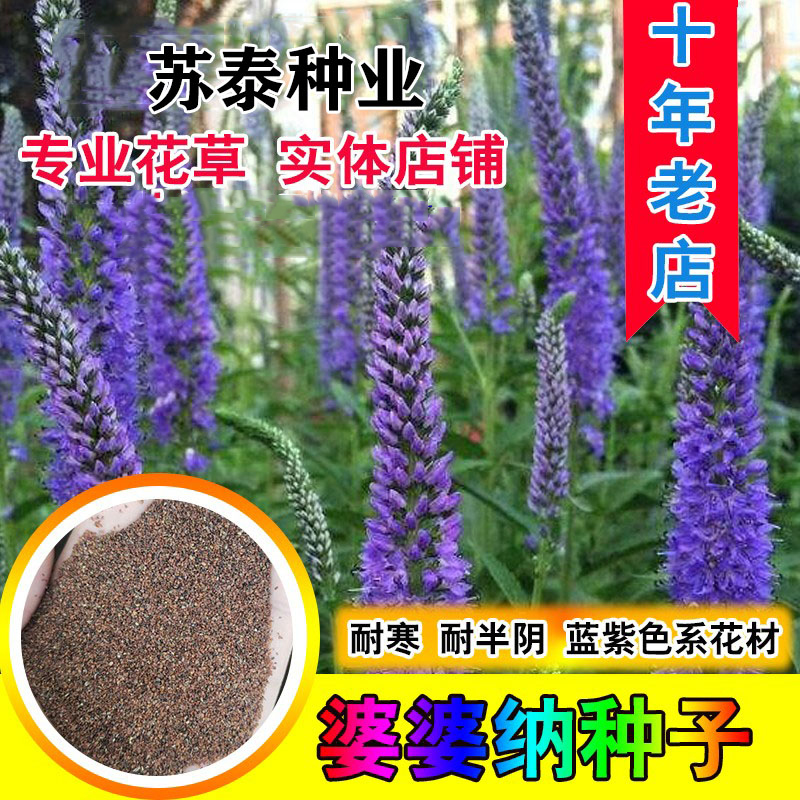 南京穗花婆婆纳种子 耐寒花籽 四季易播园林绿化景观花种子花海