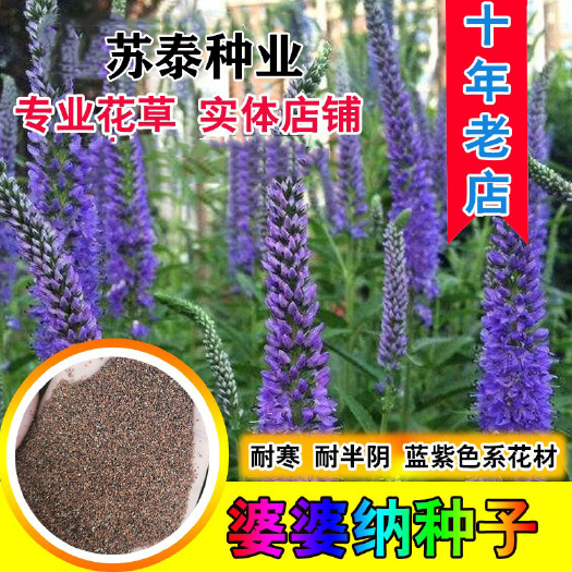 南京穗花婆婆纳种子 耐寒花籽 四季易播园林绿化景观花种子花海