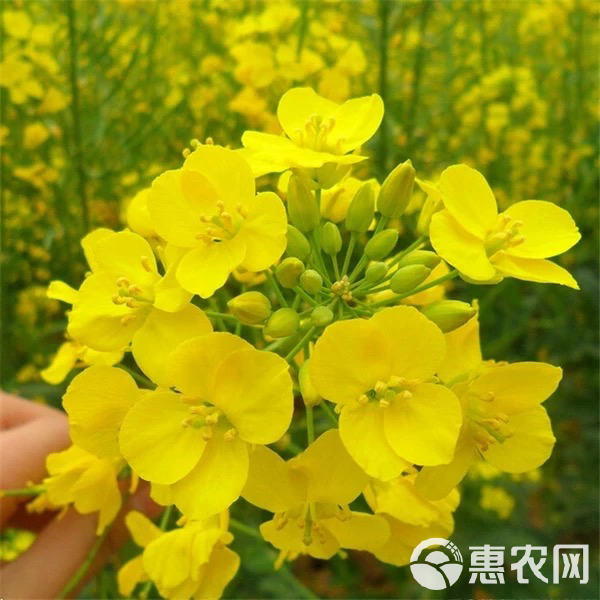 油菜花种子油菜籽道路景观花海四季种植可榨油种子蜜源可食用