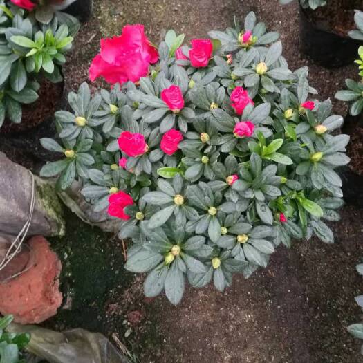 漳平市杨梅红杜鹃  杜鹃花