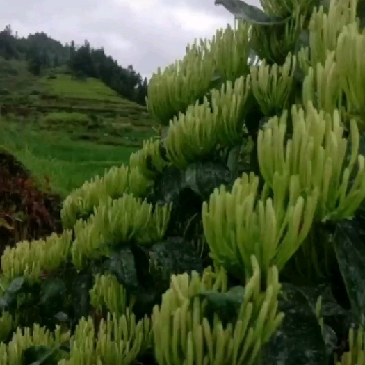 隆回县湘蕾一号金银花苗 金银花湘蕾五号金银花苗产地直销，现挖现发