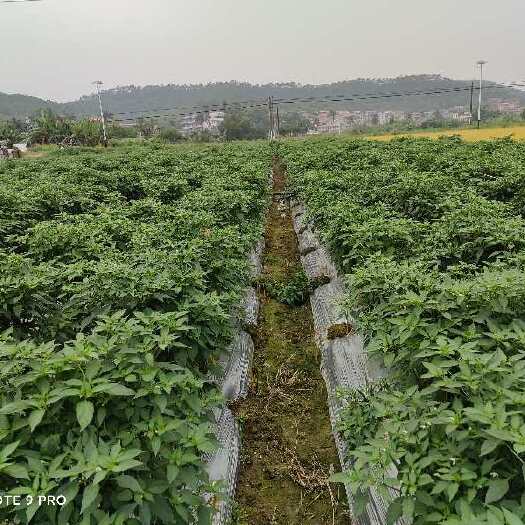 恩平市小米椒  精品小米辣大量上市，全国接单，货源充足，欢迎咨询