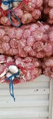 中牟县紫皮蒜  中牟紫皮黄河滩大蒜