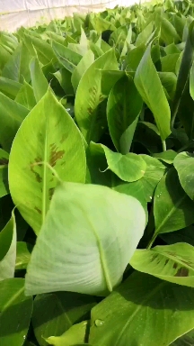 抗病毒10号香蕉苗，红抗香蕉苗，