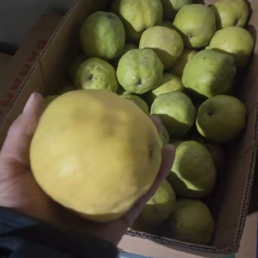 天津圆黄梨  自产鸭广梨