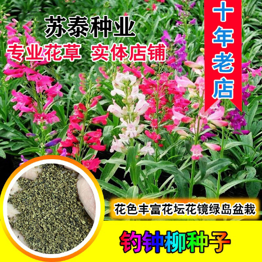 南京钓钟柳种子园林绿化中 花镜或绿岛栽植景观花籽象牙红吊钟柳种