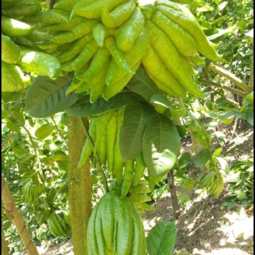 广元佛手果  佛手香橼种植苗 川佛手种植苗 亩产 6000斤