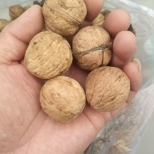 交口县山核桃  2021新薄皮核桃