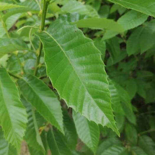 简阳市板栗树苗 嫁接苗 0.5~1米 
