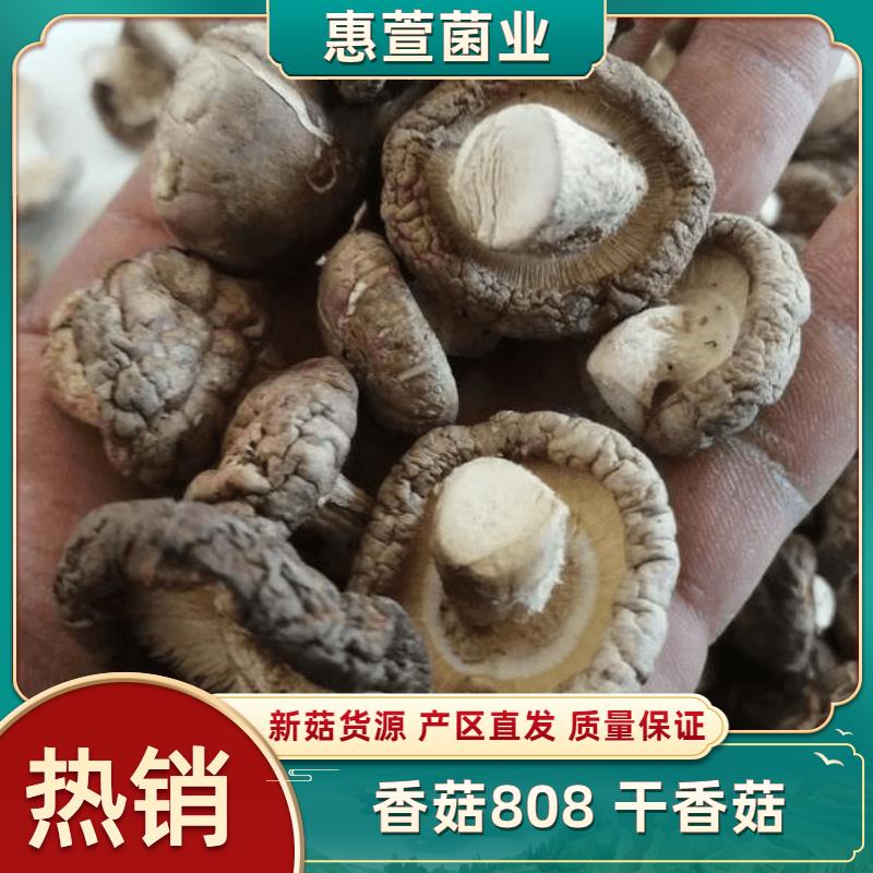 秋季新菇香菇808  干香菇 产区直发 货源无胶纸无烂片无霉