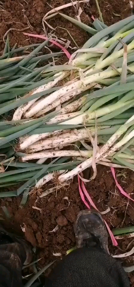长白大葱，产地直供，粗细均匀，品种齐全，口感好，欢迎选购