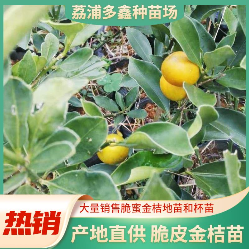 荔浦市脆皮金桔苗  脆蜜金桔苗，大量销售脆蜜金桔地苗和杯苗