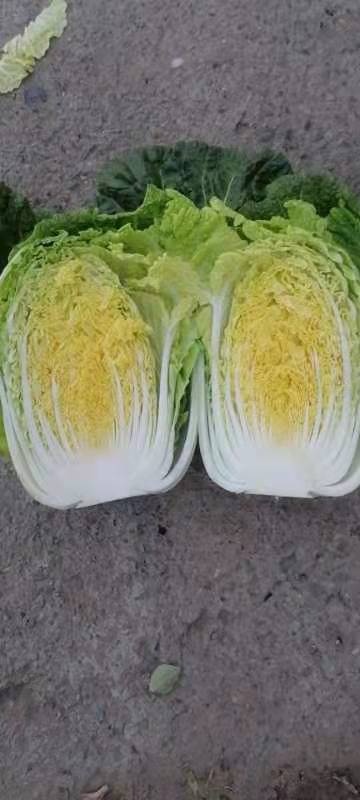 晋州市黄心大白菜 黄心白菜
