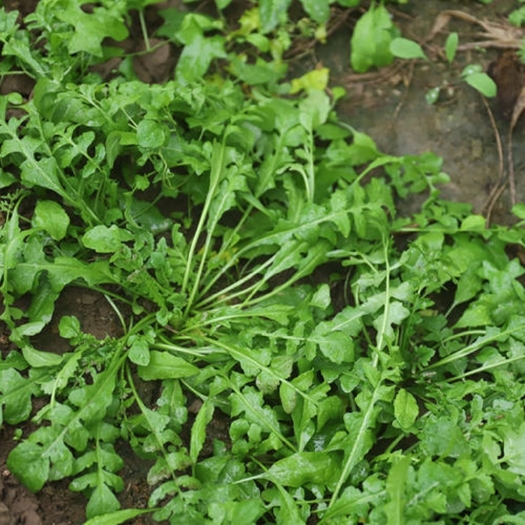 莒县新鲜野生荠菜现挖现发泡沫箱加冰袋馄饨馅饺子馅