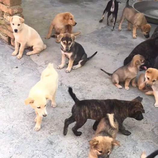 祁阳市中华田园犬土狗大狗常年出售土狗苗常年供应需要提前预订