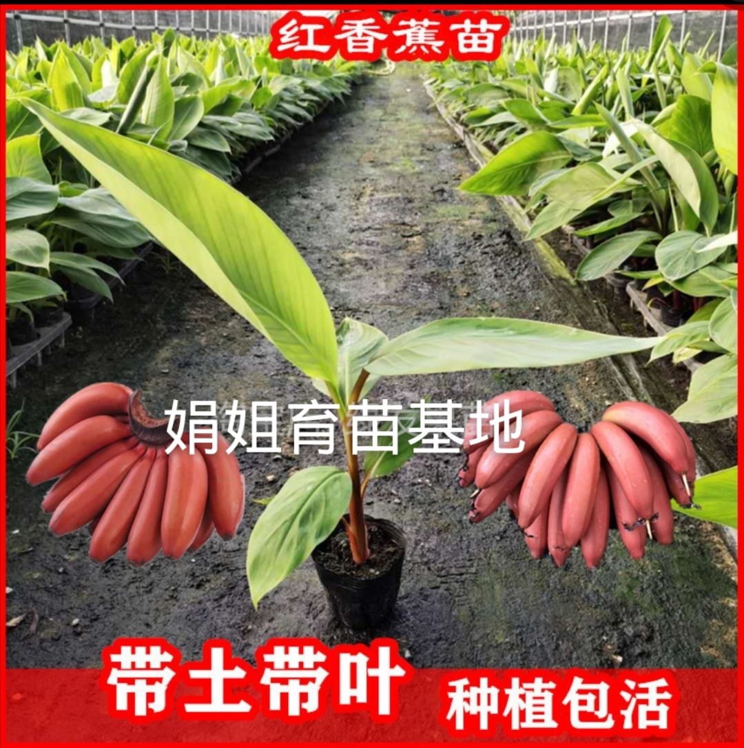 南洋红香蕉苗  红香蕉苗，南洋香蕉苗。红美人香蕉苗。产地直销