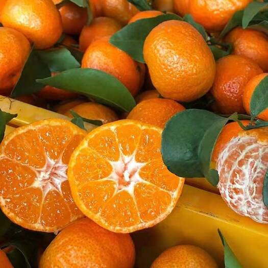 沙糖桔  砂糖橘  柑橘  广东砂糖橘，广州砂糖橘一手货源产地直销