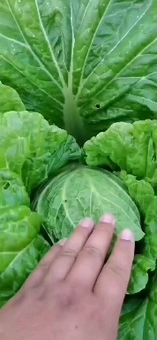 吉木萨尔黄心大白菜