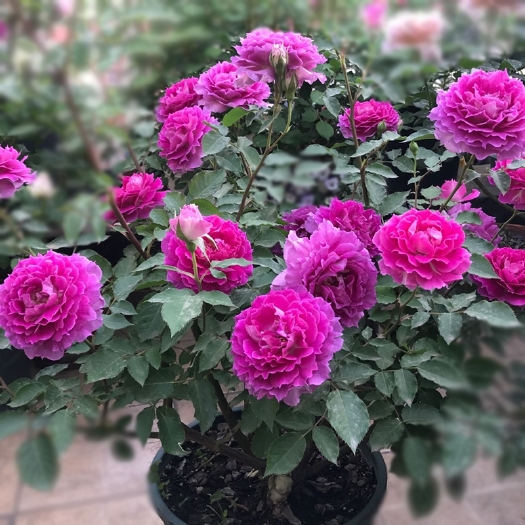 沭阳县大花月季  欧月月季花苗带花苞多季开花灌木阳台庭院盆栽蔷薇玫