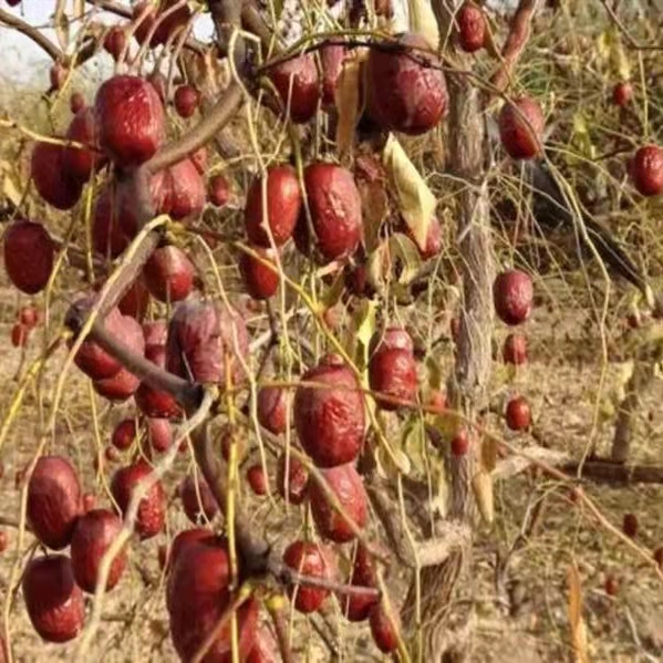 种植户批发今年新枣新疆红枣若羌灰枣自然吊干