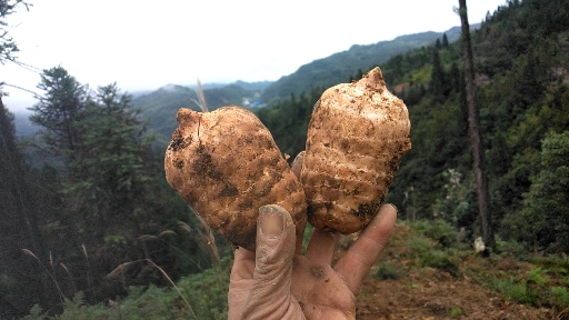 礼盒5斤装，就选云南昭通小草坝天麻，送亲戚，送朋友，送长辈，