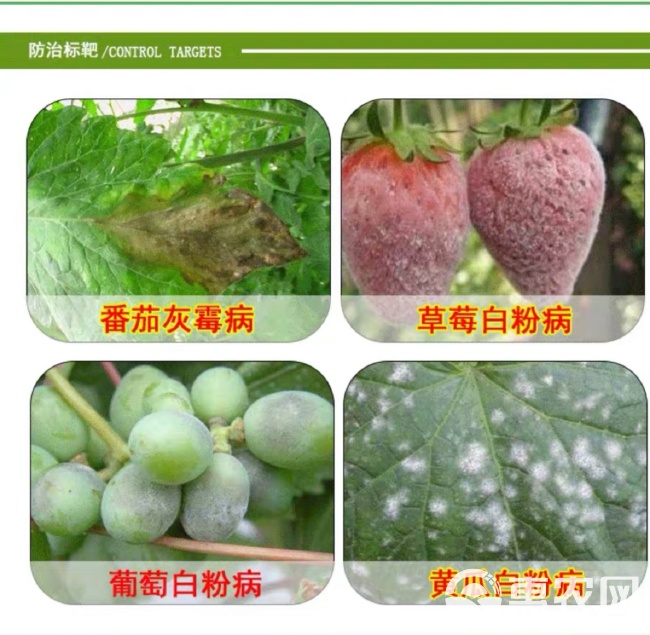  世科姆克必拿吡噻菌胺登记蔬菜灰霉病白粉病