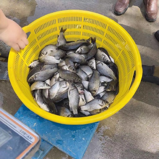 白鲫 鲫鱼