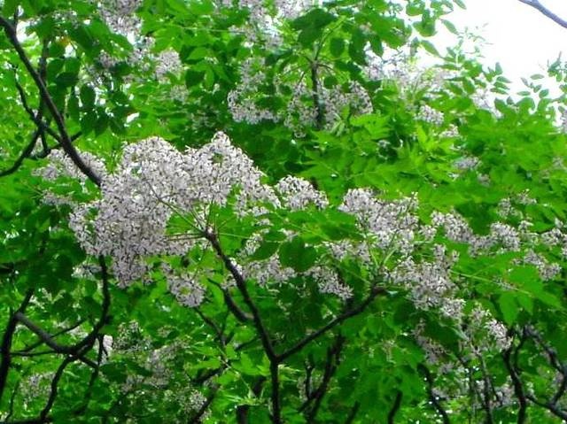 沭阳县 苦楝树苗