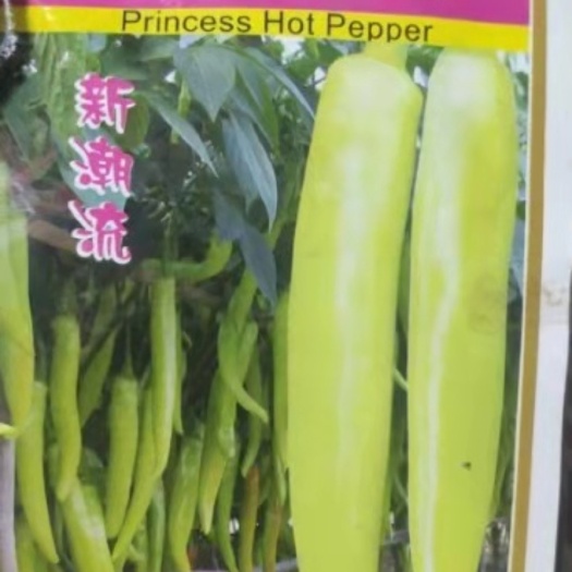 扶绥县黄皮辣椒  广西白皮辣椒，香妃，