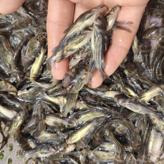黄颡鱼苗  黄颡鱼（别名黄辣丁黄姑子黄沙古黄角丁，刺黄股昂刺