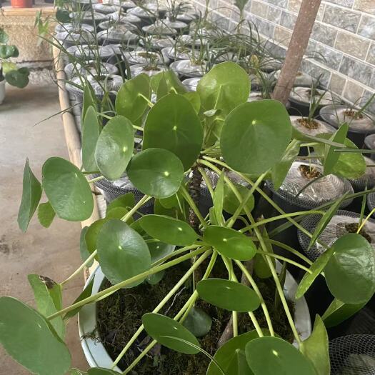 重庆市铜钱草盆栽  境子草