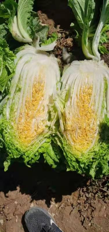 夏邑县夏邑县黄心白菜