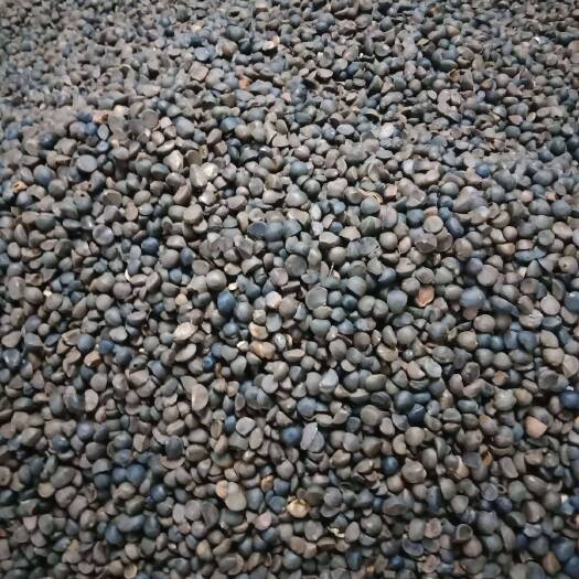 三江县茶叶籽  山茶籽