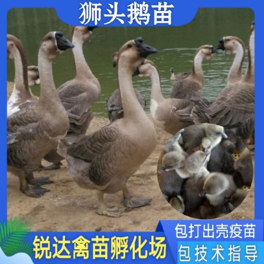 南宁狮头鹅苗 未脱温