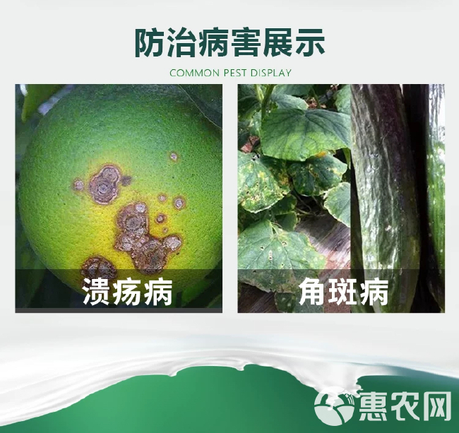  杜邦 可杀得三千3000 氢氧化铜蔬菜细菌病害角斑病农药