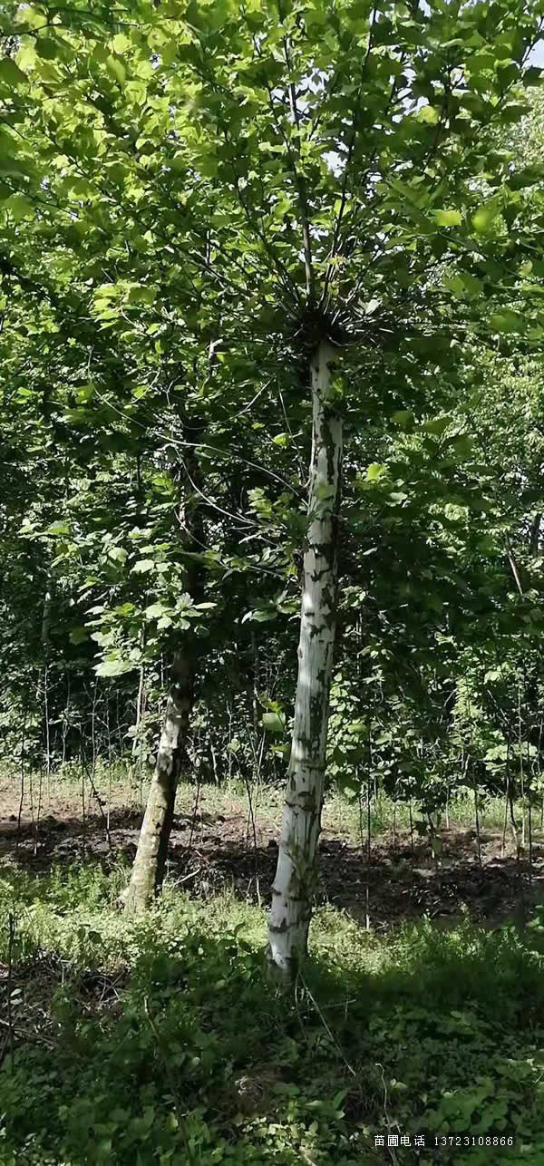 法国梧桐 法桐--潢川法桐基地处理