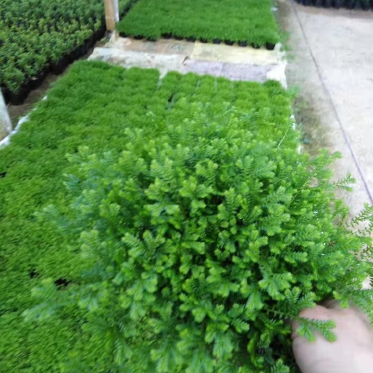 广州翠云草 绿地球 青龙草，地被工程绿化，基地直销