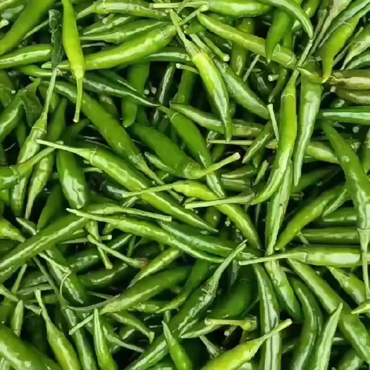 东明县尖椒 青米
