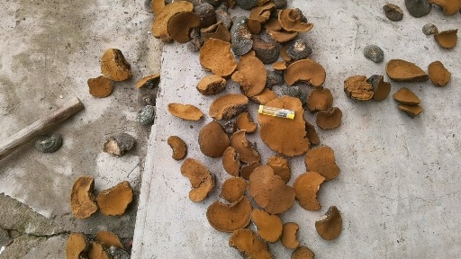 延长县树舌灵芝  暴马黄