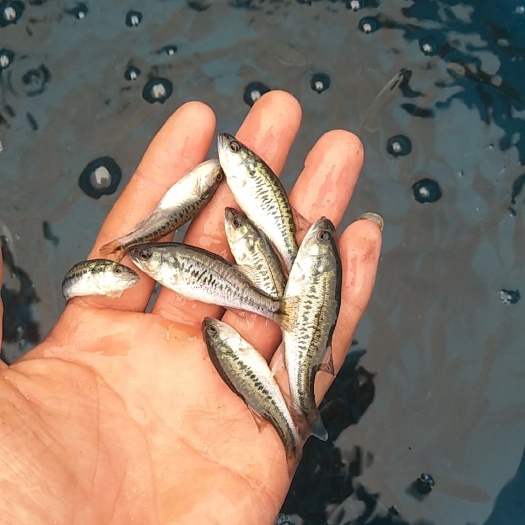 鲈鱼（花鲈鲈鱼苗）鲈鱼苗虎头鱼百甲青波青龙棒雅鱼大口鲶鱼