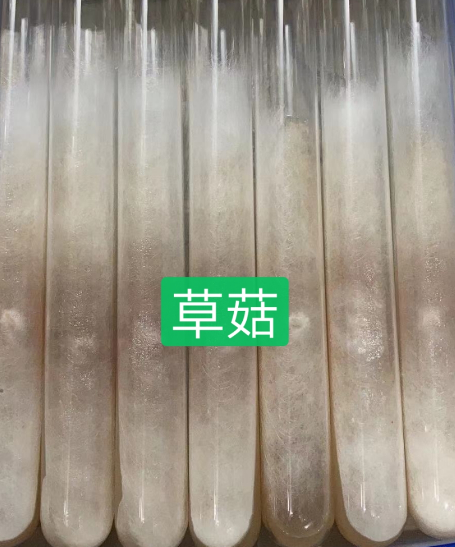 法库县草菇菌种  草菇母种试管