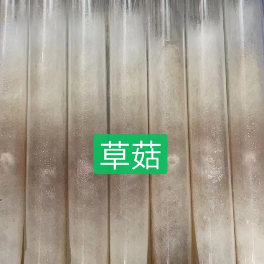 法库县草菇菌种  草菇母种试管